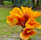 A close-up of Elite Chocolate Sunrise Canna Lily by Wellspring Gardens, featuring vibrant orange-yellow blooms with dark purple-green leaves against a blurred outdoor backdrop of grass, trees, and a fence.