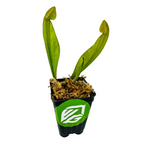 A young Sarracenia Catesbaei Pitcher Plant from Wellspring Gardens grows in soil inside a small black pot with a green logo, its two upright green leaves standing tall against a white background.