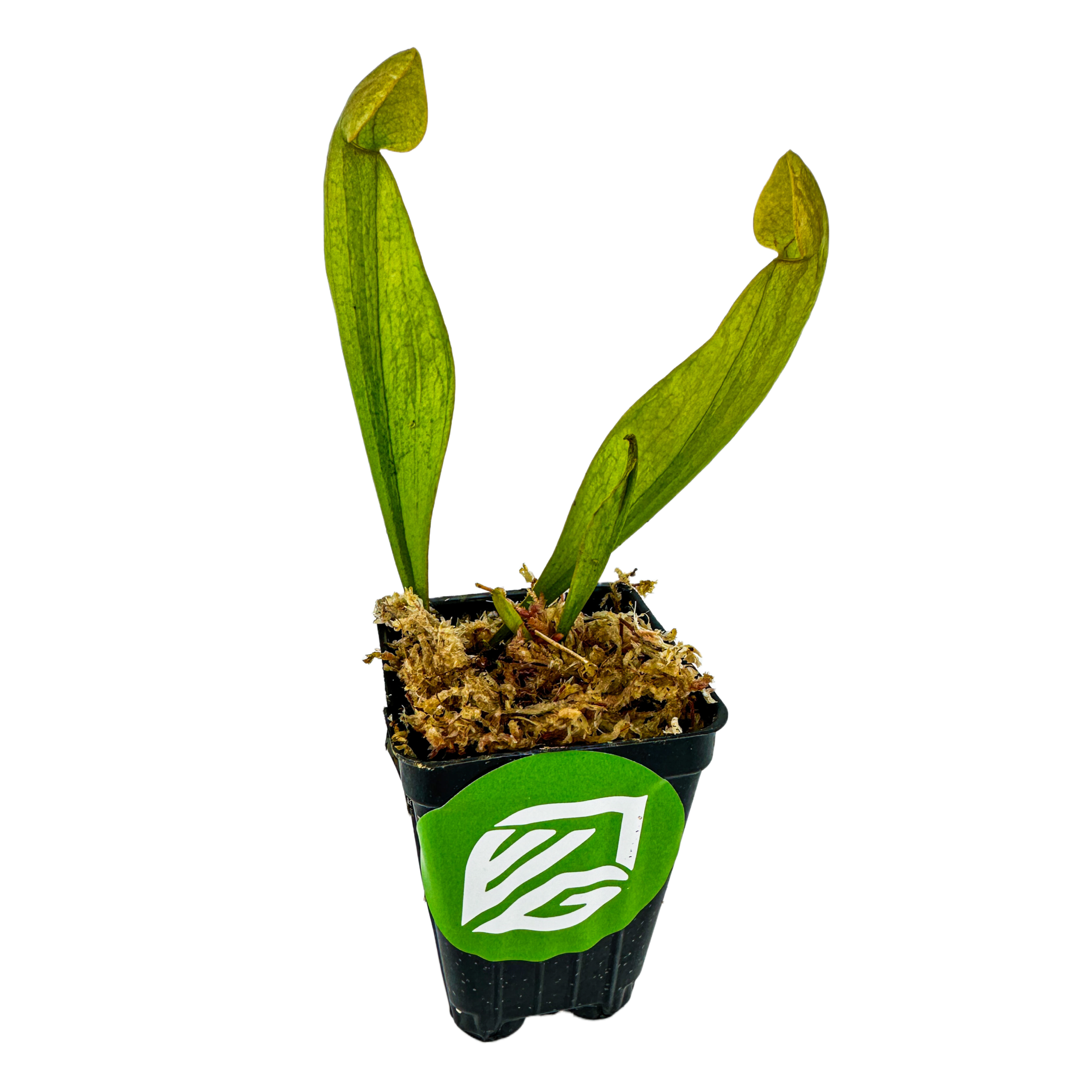 A young Sarracenia Catesbaei Pitcher Plant from Wellspring Gardens grows in soil inside a small black pot with a green logo, its two upright green leaves standing tall against a white background.