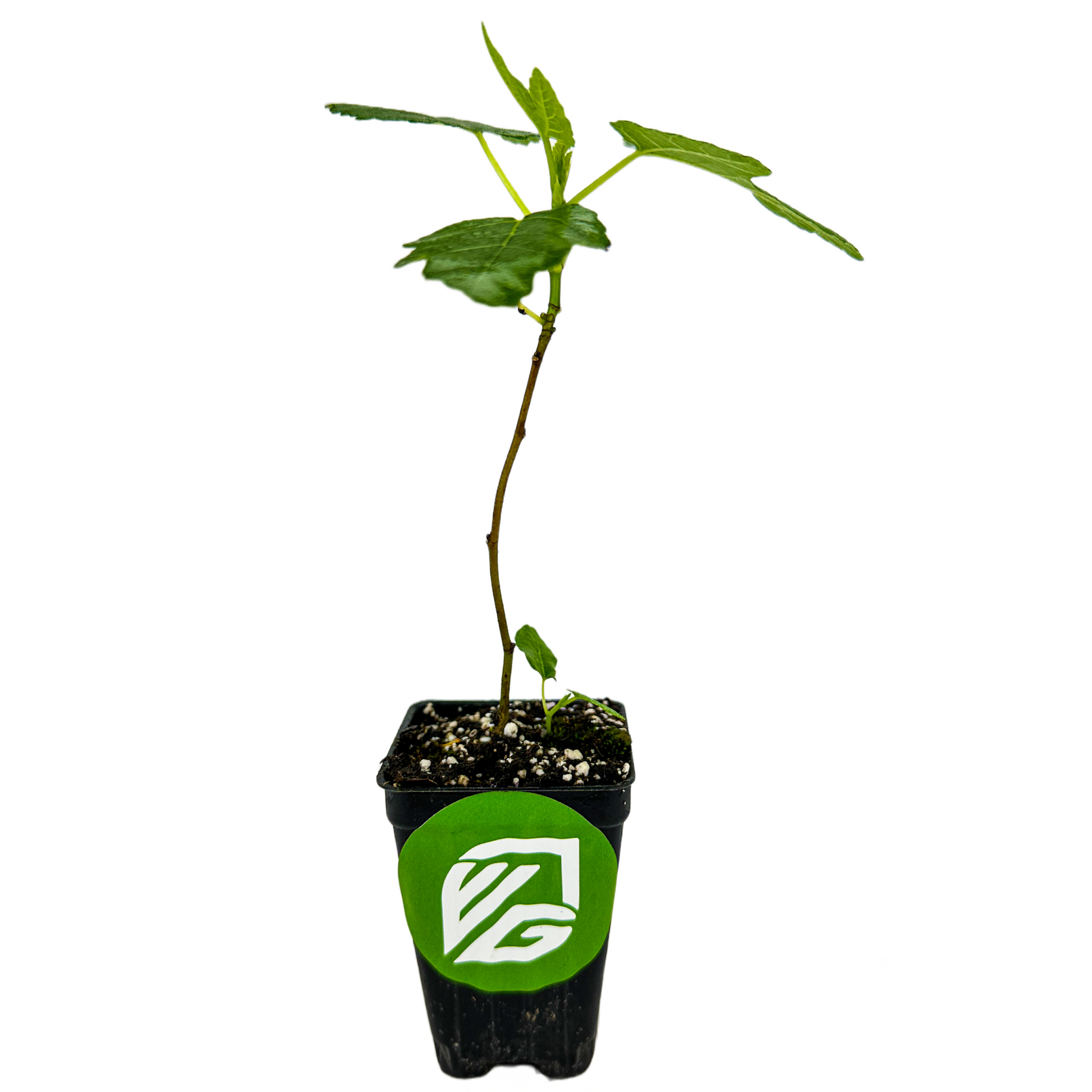 Olympian Fig - Ficus carica