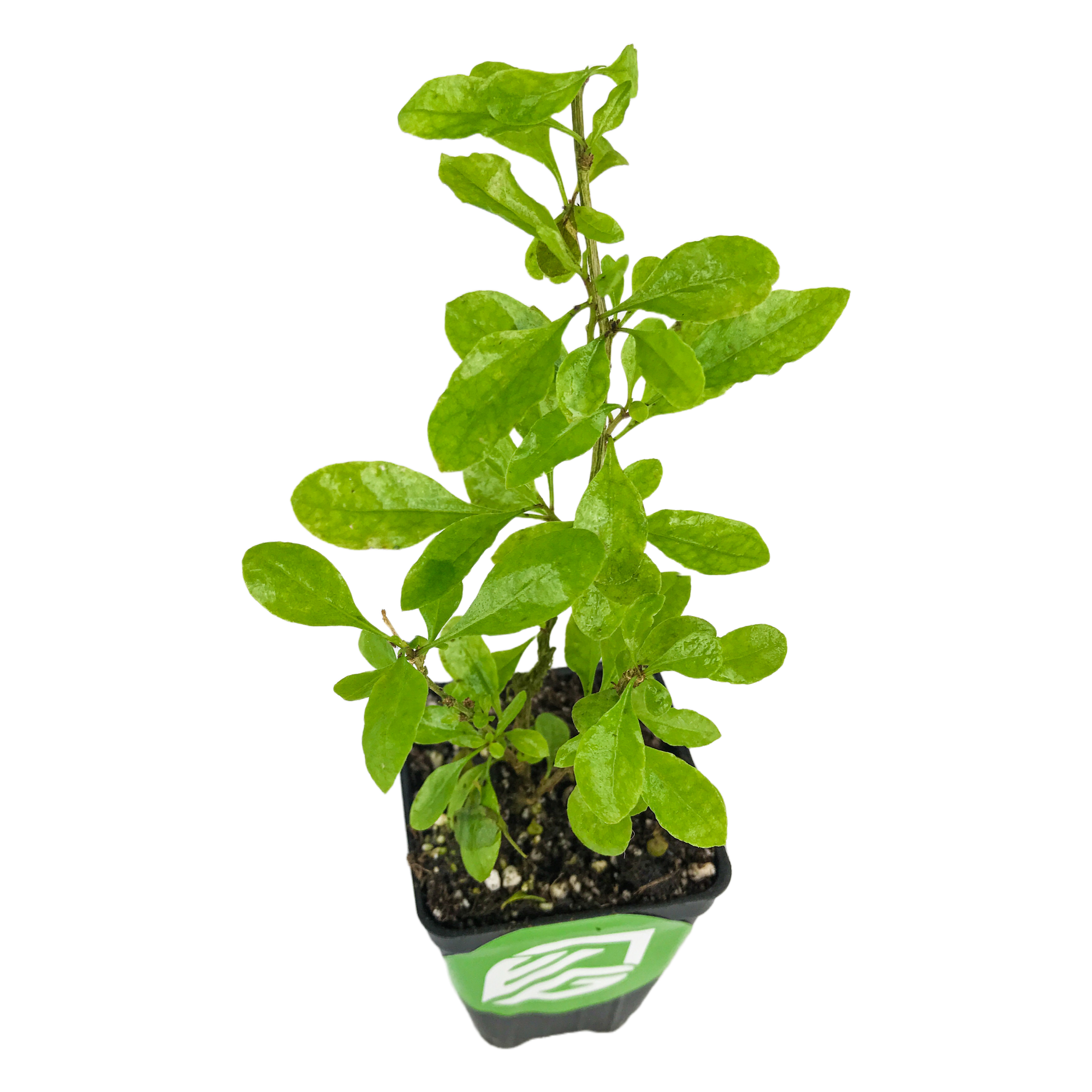 A Wellspring Gardens Goji Berry (Lycium barbarum) plant with multiple leafy green stems grows in soil within a black plastic pot, featuring a green and white label on the front, all set against a white background.