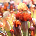 Close-up of vibrant red and green Catesbaei Pitcher Plant Carnivorous - Sarracenia leaves with veining, basking in sunlight. "Wellspring Gardens" appears in the bottom left corner.