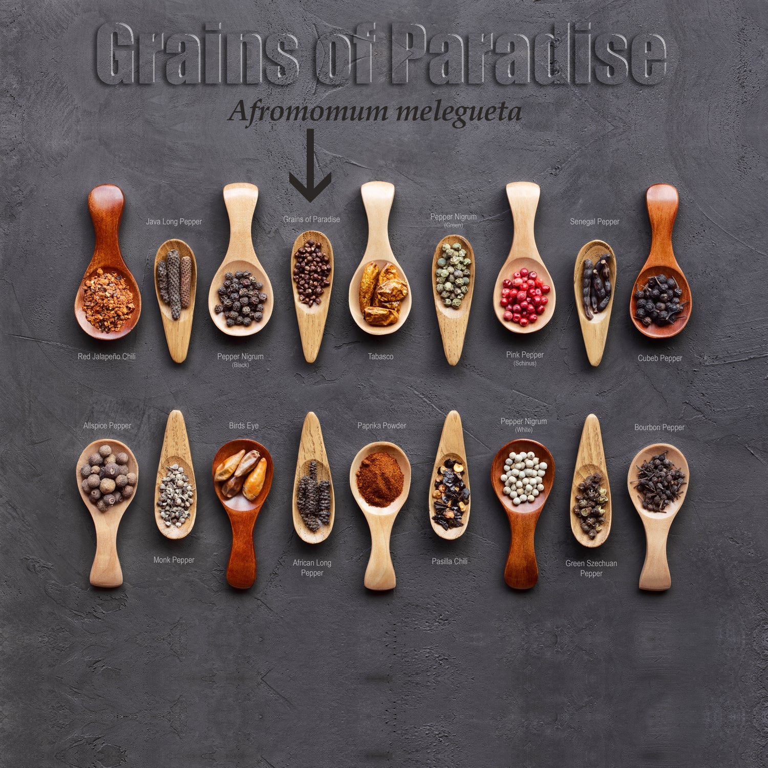 Aframomum Ginger (Grains of Paradise) - Aframomum melegueta
