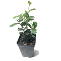 A Wellspring Gardens Simpson's Stopper (Myrcianthes fragrans 'Stoppermorph') features oval green leaves and grows in a rectangular black plastic pot with soil. Known for its edible berries, it's set against a white background.