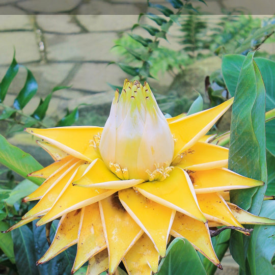 Chinese Dwarf Yellow Banana/Golden Lotus - Musella lasiocarpa