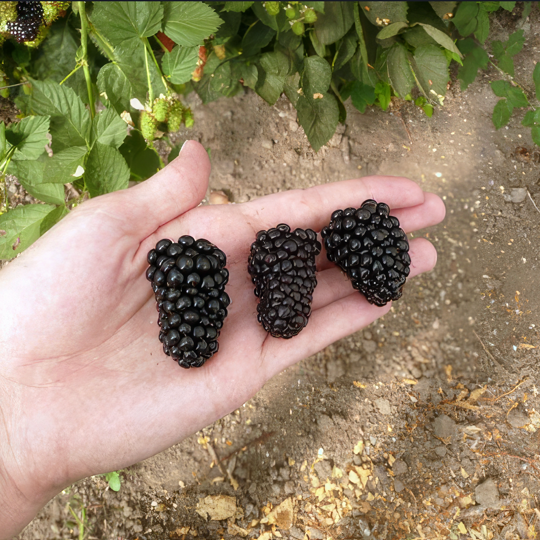 Rubus 'Prime-Ark'® 45 Blackberry - Rubus