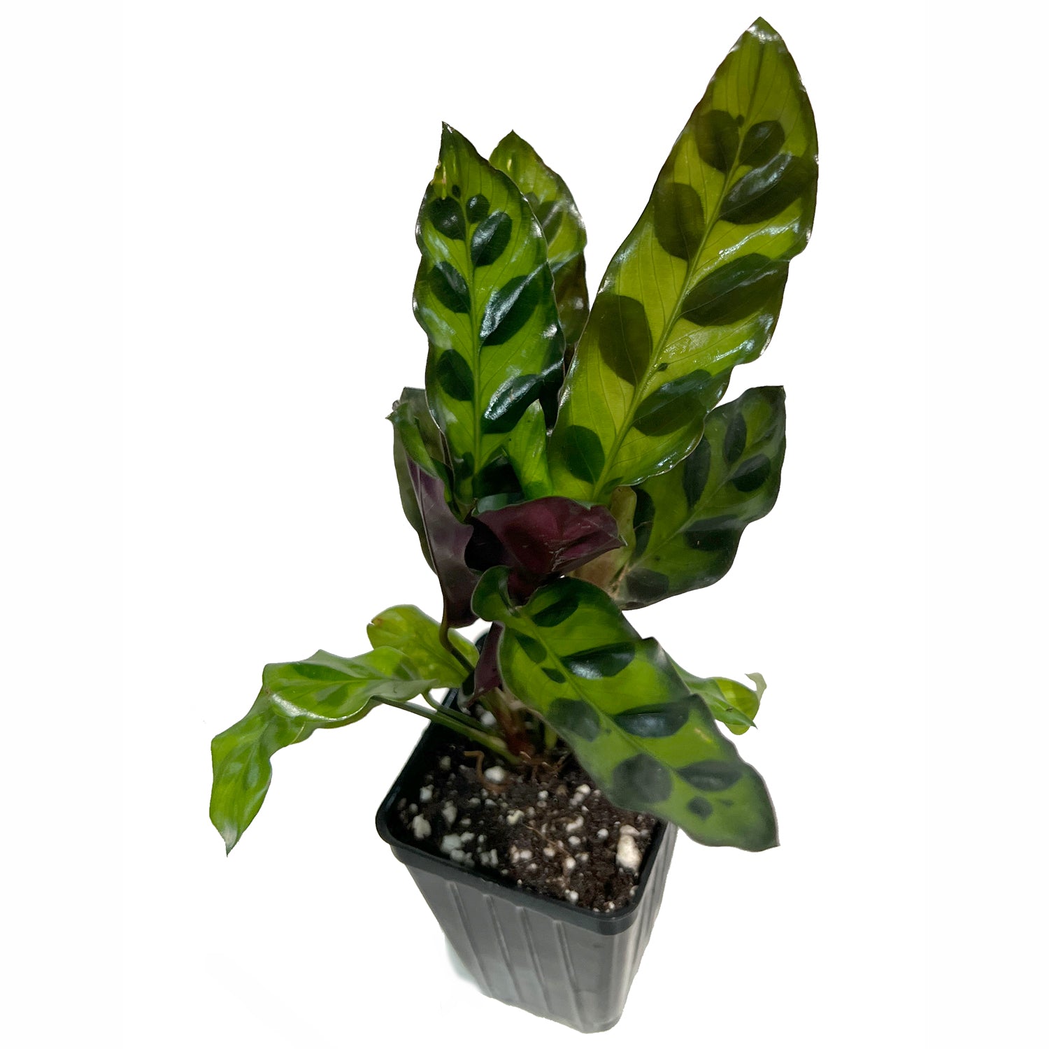 Rattlesnake Plant Houseplant - Calathea lancifolia