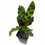 The Wellspring Gardens Rattlesnake Plant Houseplant (Calathea lancifolia) features long, wavy green leaves with dark oval spots and purple undersides, displayed in a pot against a white background—a striking indoor plant.