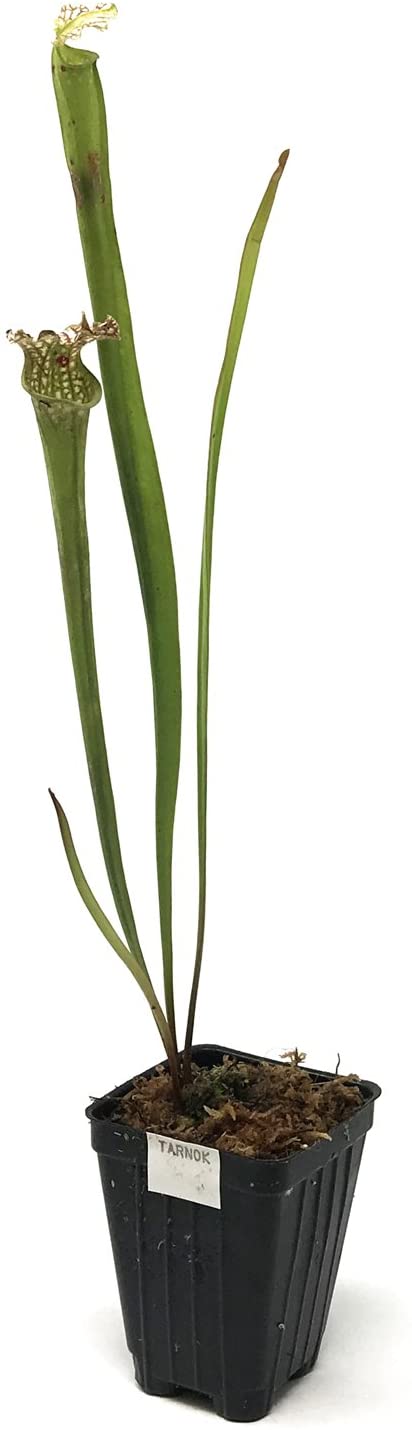 The Tarnok Carnivorous Pitcher Plant (Sarracenia) by Wellspring Gardens features two tall, tubular green leaves in a black plastic pot labeled Tarnok. Perfect as a garden centerpiece, it is shown against a plain white background.