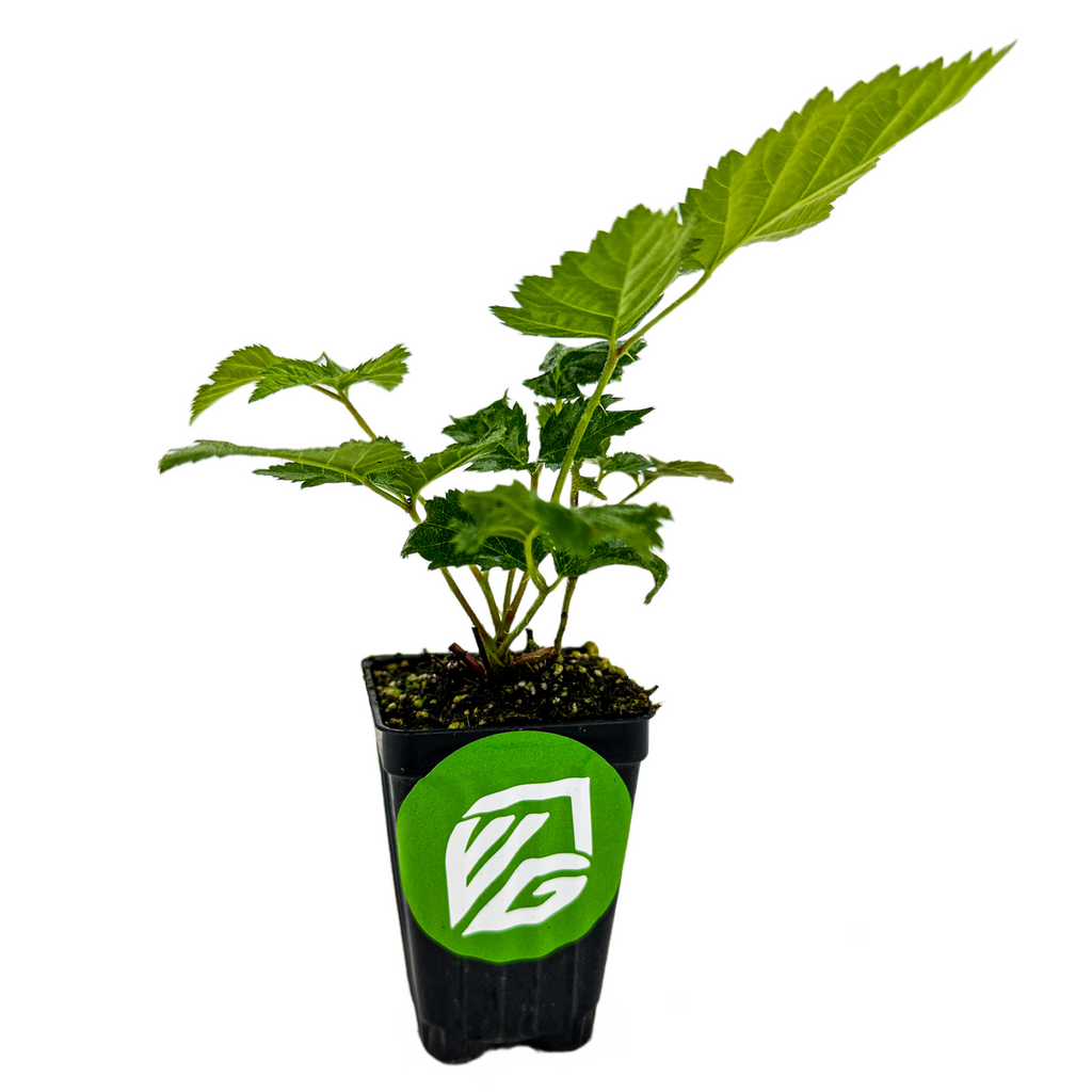 Rubus 'Prime-Ark'® 45 Blackberry - Rubus