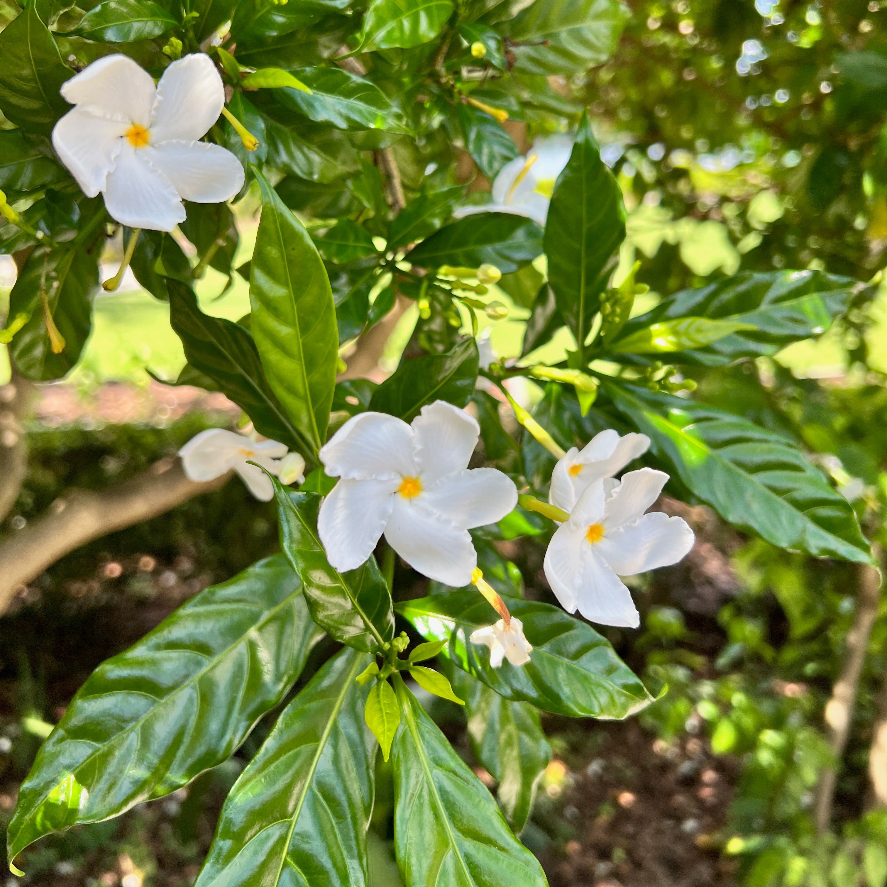 The Blackberry Jam Fruit Tree (Randia formosa) from Wellspring Gardens features white, five-petaled flowers with yellow centers that bloom among glossy green leaves, while dappled sunlight hints at future blackberry jam-like fruit.