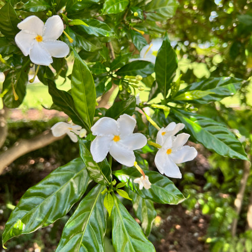 The Blackberry Jam Fruit Tree (Randia formosa) from Wellspring Gardens features white, five-petaled flowers with yellow centers that bloom among glossy green leaves, while dappled sunlight hints at future blackberry jam-like fruit.