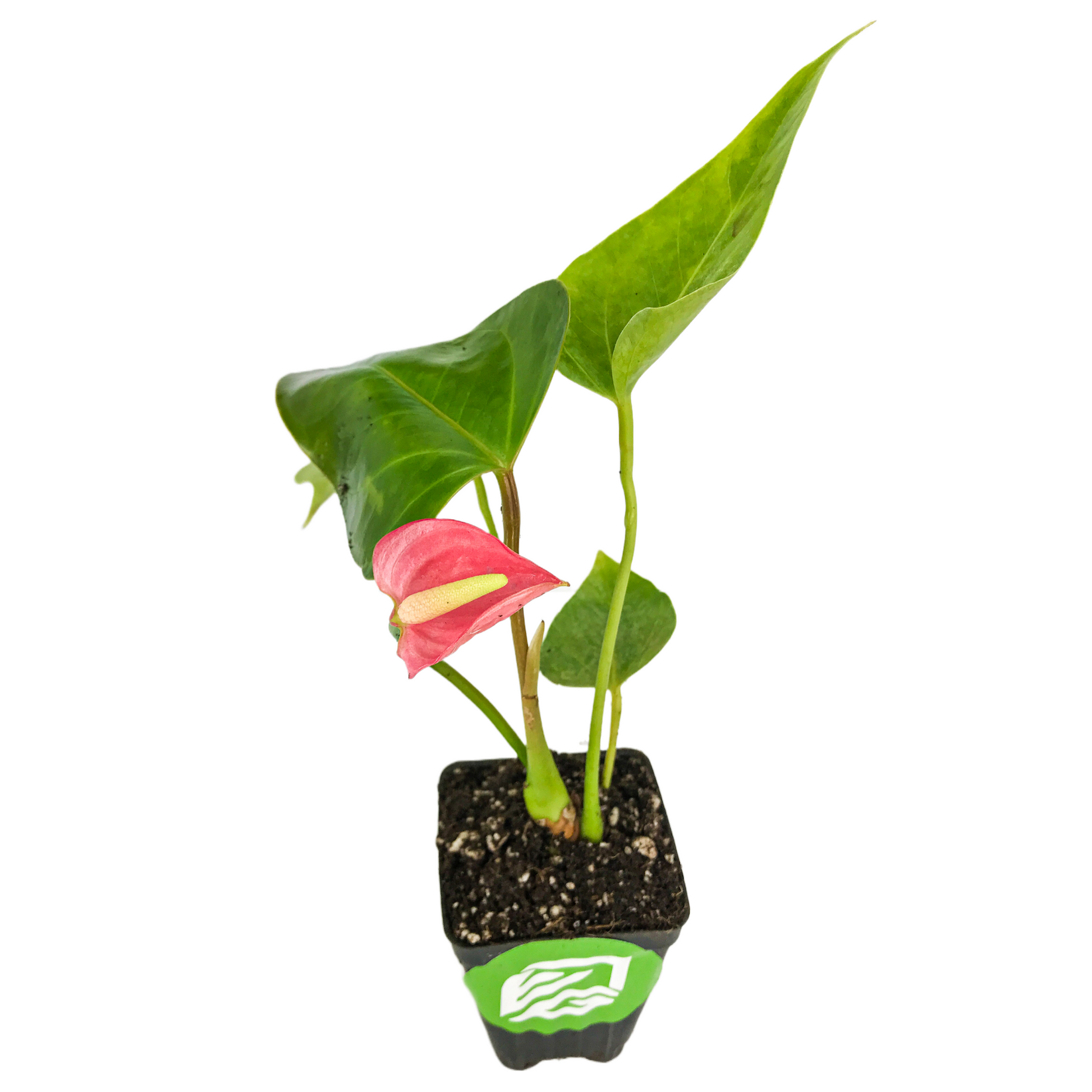 Anthurium SmallTalk Pink ppaf (Small Talk) - Anthurium
