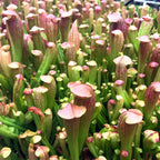 A dense cluster of Wellspring Gardens’ Bug Bat Carnivorous Pitcher Plants (Sarracenia) features tubular green stems and pinkish-red hooded tops with intricate veins, creating a lush, vibrant, and strikingly arranged display.