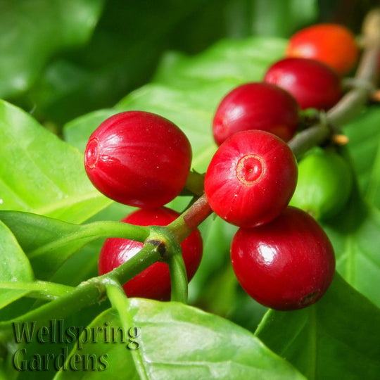 Coffee Plant - Coffea arabica