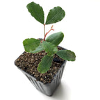 A young Carob Bean (Ceratonia siliqua) seedling from Wellspring Gardens, with green leaves in a black square pot filled with soil, set against a white background. Perfect for growing your own cacao alternative at home.