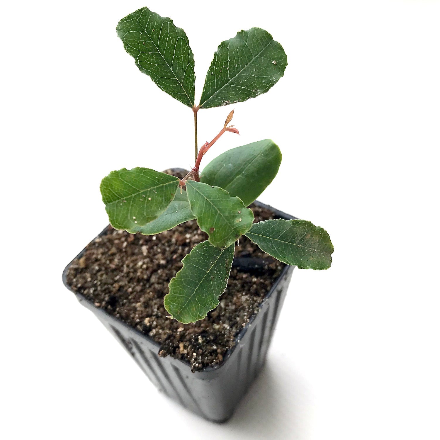 A young Carob Bean (Ceratonia siliqua) seedling from Wellspring Gardens, with green leaves in a black square pot filled with soil, set against a white background. Perfect for growing your own cacao alternative at home.