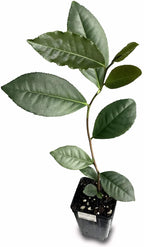 A young Tea Plant (Variety Assamica) - Camellia sinensis by Wellspring Gardens with several oval leaves grows from a thin stem in a small black container filled with soil, isolated on a white background.