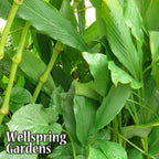 Dense cluster of lush, green Cardamom Ginger (Elleteria cardamomum) plants with broad leaves, similar to a thriving cardamom plant. "Wellspring Gardens" appears in white at the bottom left corner.