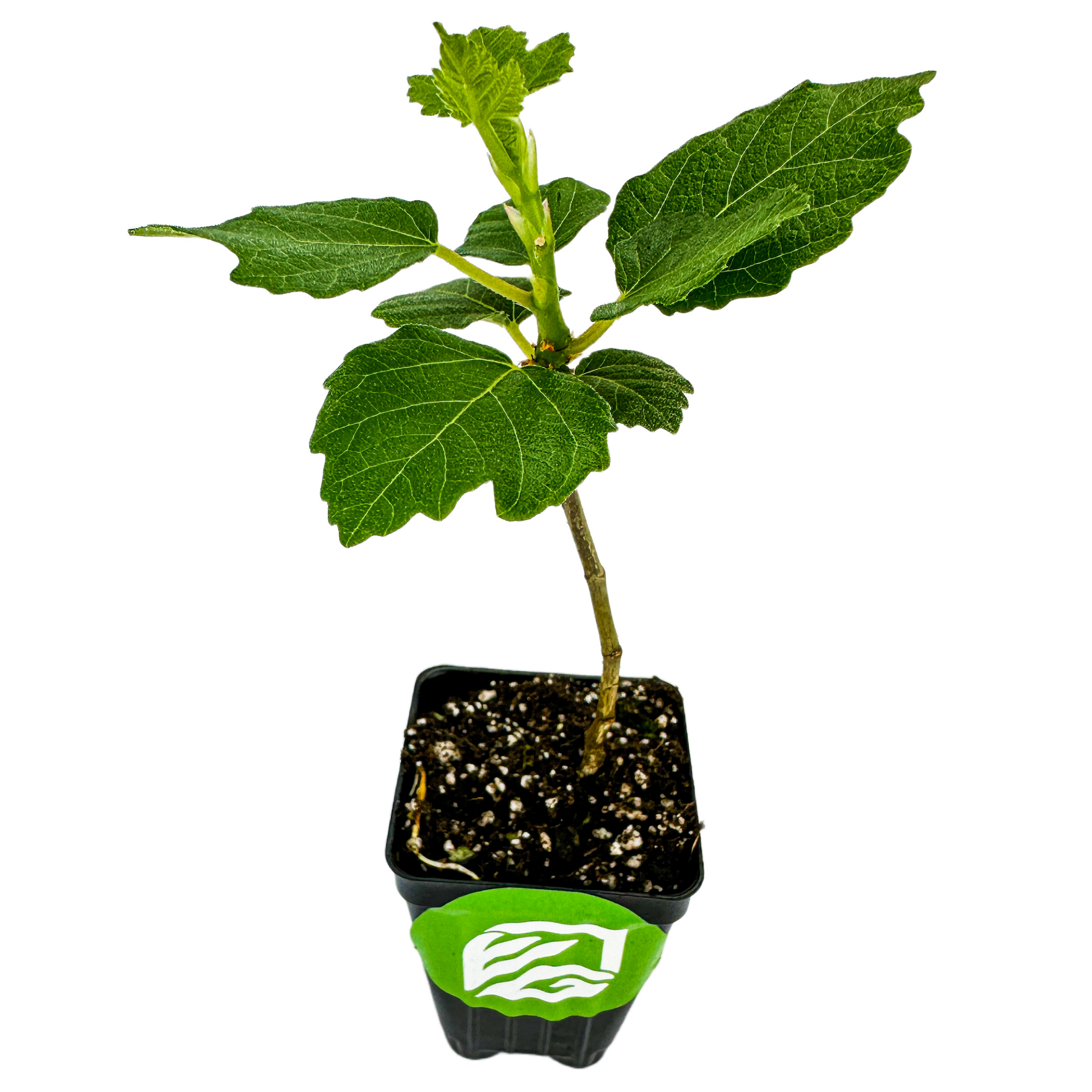 Violette de Bordeaux Fig - Ficus carica
