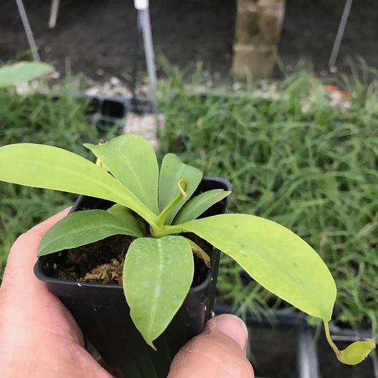Ventricosa Carnivorous Pitcher Plant - Nepenthes ventricosa