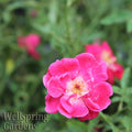 A vibrant Louis Philippe Rose (Heirloom Florida Cracker Rose) - Rosaceae in full bloom stands out against a soft green background and another rose. The Wellspring Gardens logo appears in the lower left, celebrating these exceptional Florida heirloom roses.
