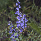 The Great Blue Lobelia Cardinal Flower (Lobelia siphilitica) from Wellspring Gardens features clusters of purple-blue blooms on tall stems amid green foliage, making it a hardy perennial wildflower for your outdoor space.