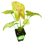 The Syngonium Confetti Arrowhead Vine (Syngonium podophyllum) by Wellspring Gardens features green and pink variegated leaves in a small black pot—ideal for those seeking a vibrant indoor plant.