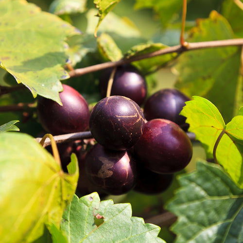 'Delicious' Muscadine Grape Vine - Vitis rotundifolia