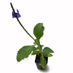 The Wellspring Gardens Blue Porterweed (Stachytarpheta cayennensis) is a potted plant with jagged green leaves and a slender stem topped with small purple flowers, shown against a white background.