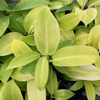 Wellspring Gardens’ Philodendron Moonlight hybrid features smooth, oval bright green leaves with striking light and dark variegation, adding vibrant indoor flair.