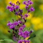 A close-up of Wellspring Gardens’ Giant Ironweed (Vernonia gigantea), featuring tall clusters of vibrant purple spiky petals, stands out against blurred green foliage and bright yellow flowers in the background.