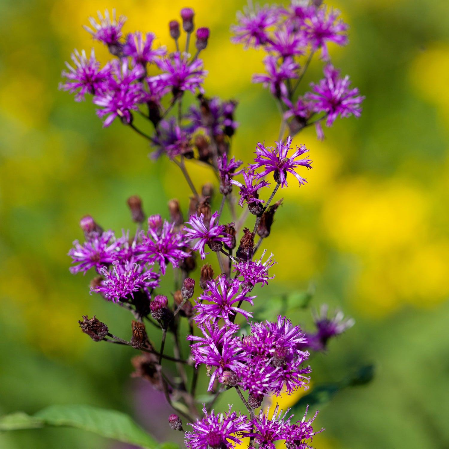 A close-up of Wellspring Gardens’ Giant Ironweed (Vernonia gigantea), featuring tall clusters of vibrant purple spiky petals, stands out against blurred green foliage and bright yellow flowers in the background.