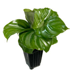 The Wellspring Gardens Orbifolia (Prayer Plant) Houseplant - Calathea orbifolia features large, glossy, striped leaves with light green streaks in a black plastic pot, shown against a white background.