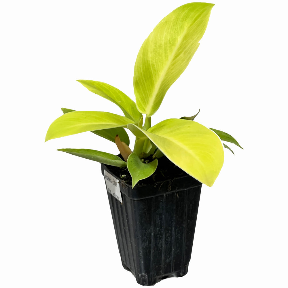 Philodendron Moonlight hybrid - Philodendron