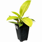 The Wellspring Gardens Philodendron Moonlight hybrid features broad, bright green leaves and comes in a black plastic container, perfect as a small indoor plant.