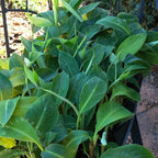 A close-up shows lush canna lily seedlings in a black planter, their vibrant foliage lit by sunlight. In the background, a stone path winds past other plants, including the rare Wellspring Gardens Dwarf Iholena Banana (Musa).