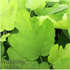 Close-up of bright green Texas Everbearing Fig (Ficus carica) leaves with visible veins and raindrops, some overlapping. "Wellspring Gardens" appears in light green text in the lower left corner.