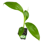 A Veinte Cohol Banana (Musa) plant by Wellspring Gardens, quick-growing and known for sweet, chubby fruit, features three large green leaves in a small black pot with soil—isolated on a white background.