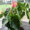 The Wellspring Gardens Anthurium Oaxaca Houseplant features large green leaves and multiple pink-red blooms in a pot, thriving indoors near a sunny window. A striking Anthurium addition to any space.
