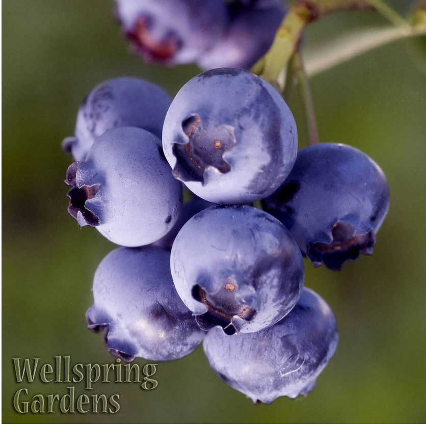 Biloxi Southern Highbush Blueberry - Vaccinium corymbosum
