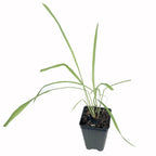 A small Citronella Grass (Cymbopogon nardus) plant by Wellspring Gardens, with slender green leaves, grows in a black plastic pot of soil against a white background. Renowned for its natural mosquito repellent qualities.