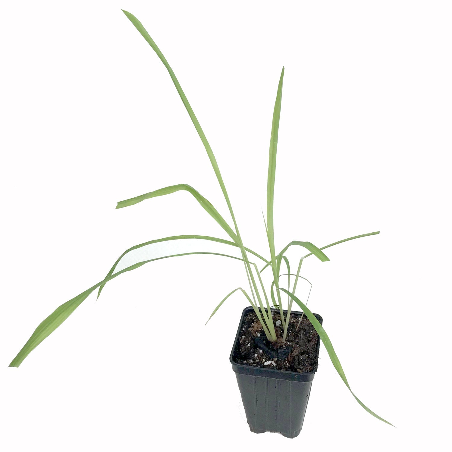 A small Citronella Grass (Cymbopogon nardus) plant by Wellspring Gardens, with slender green leaves, grows in a black plastic pot of soil against a white background. Renowned for its natural mosquito repellent qualities.