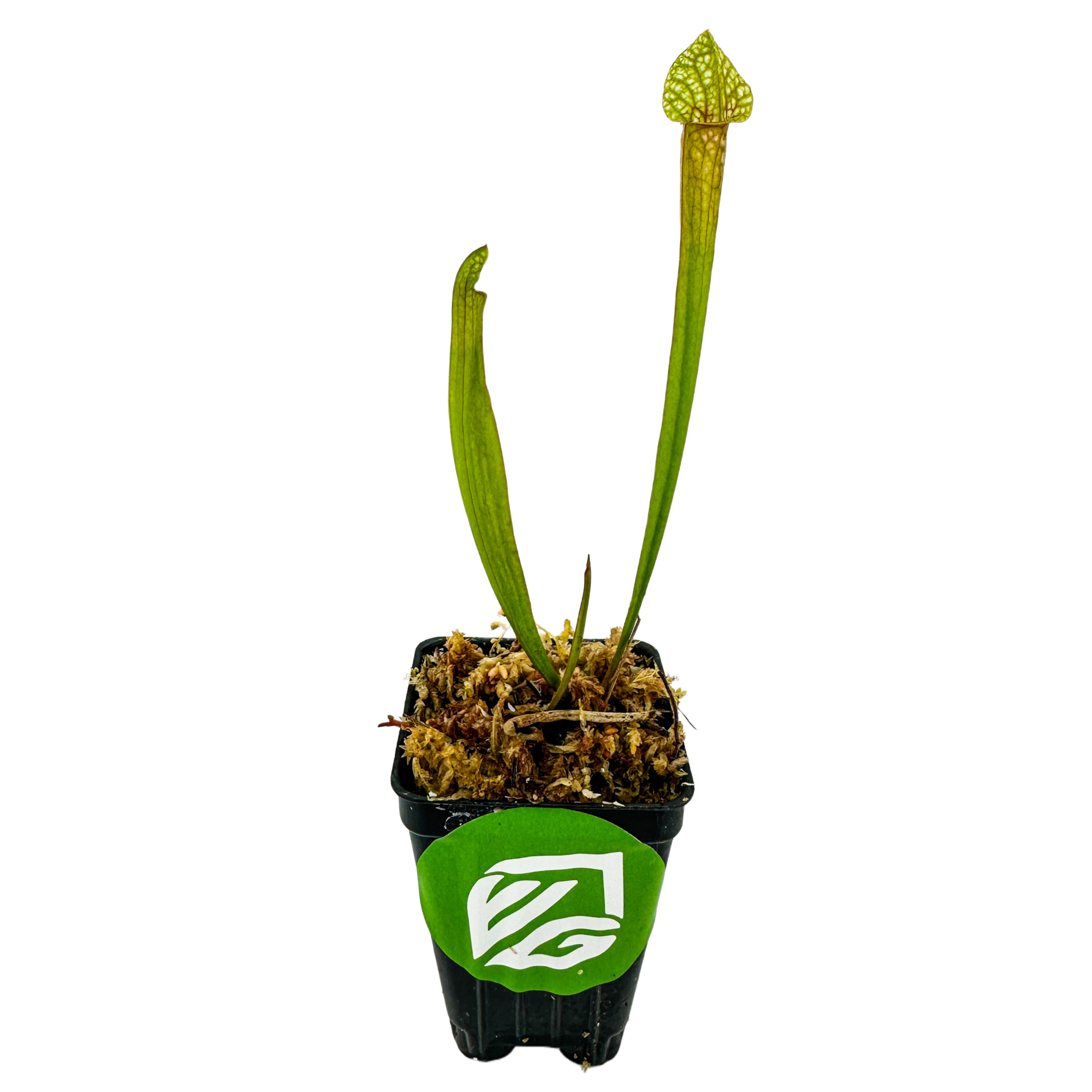 The Wellspring Gardens Judith Hindle Pitcher Plant Carnivorous (Sarracenia) features two tall, slender green leaves in a moss-filled black plastic pot with a green logo—a striking and unique carnivorous plant for your collection.