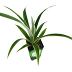 A small potted Juicy Pineapple (Ananas comosus) from Wellspring Gardens features long, pointed green leaves, viewed from above against a white background. A green and white label highlights this exclusive variety.