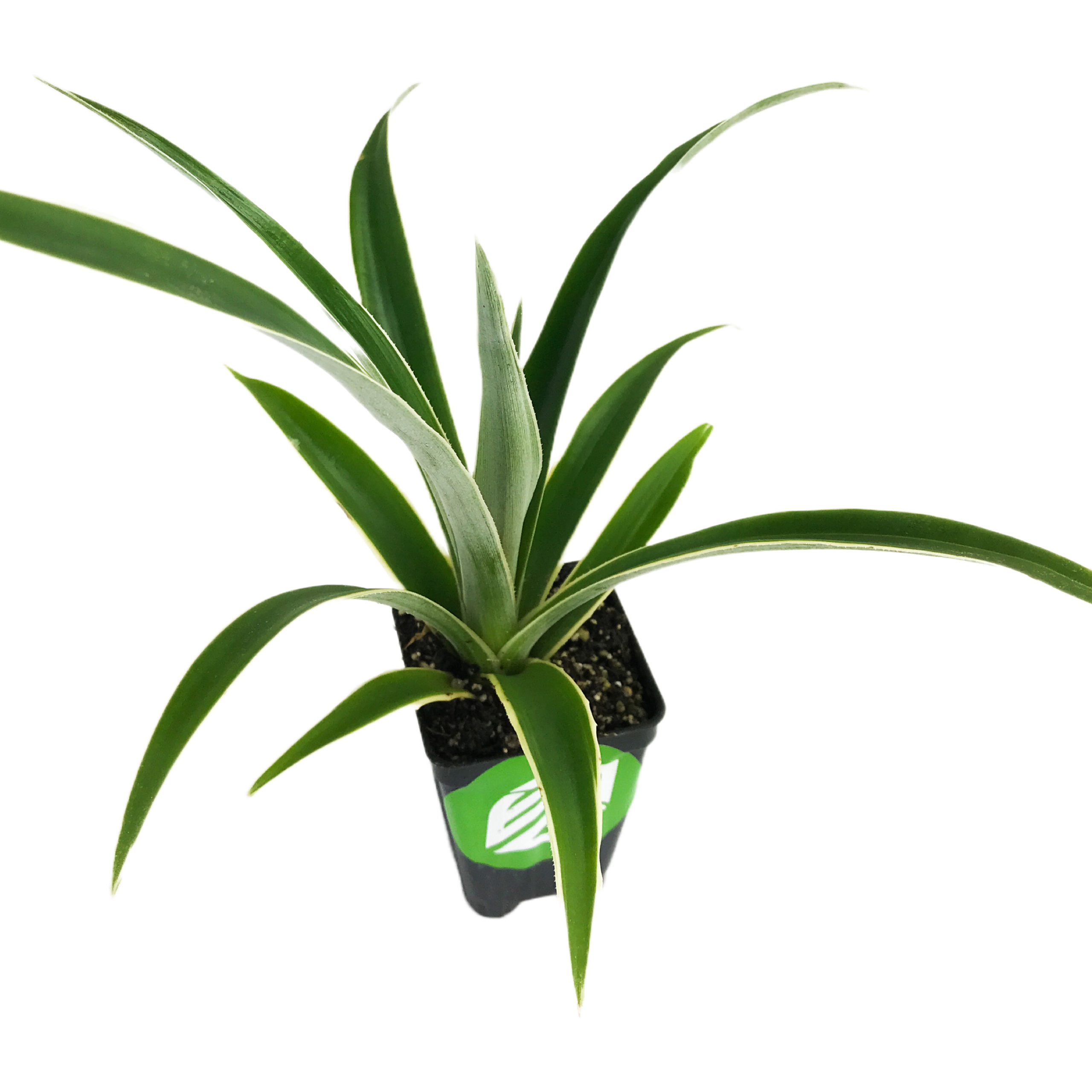 A small potted Juicy Pineapple (Ananas comosus) from Wellspring Gardens features long, pointed green leaves, viewed from above against a white background. A green and white label highlights this exclusive variety.