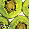 Close-up of overlapping slices of ripe Vincent Female Kiwi (Actinidia chinensis) showing bright green flesh and black seeds. "Wellspring Gardens" appears in white text in the lower left corner. Ideal for southern climates.