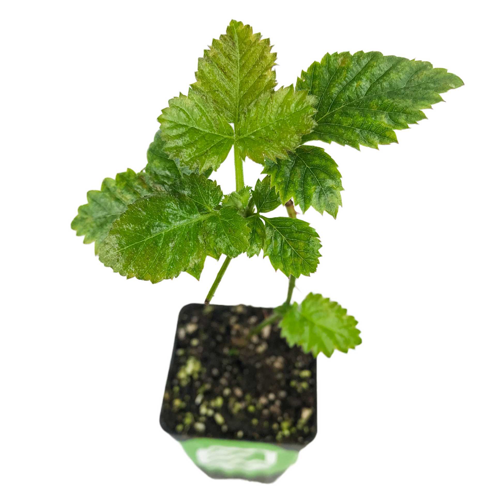 Kiowa Blackberry - Rubus