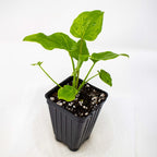 A small green Philodendron Deja Vu by Wellspring Gardens, with broad, gently serrated leaves and water droplets, grows in a black plastic pot filled with soil and perlite, set on a white surface against a plain white background.