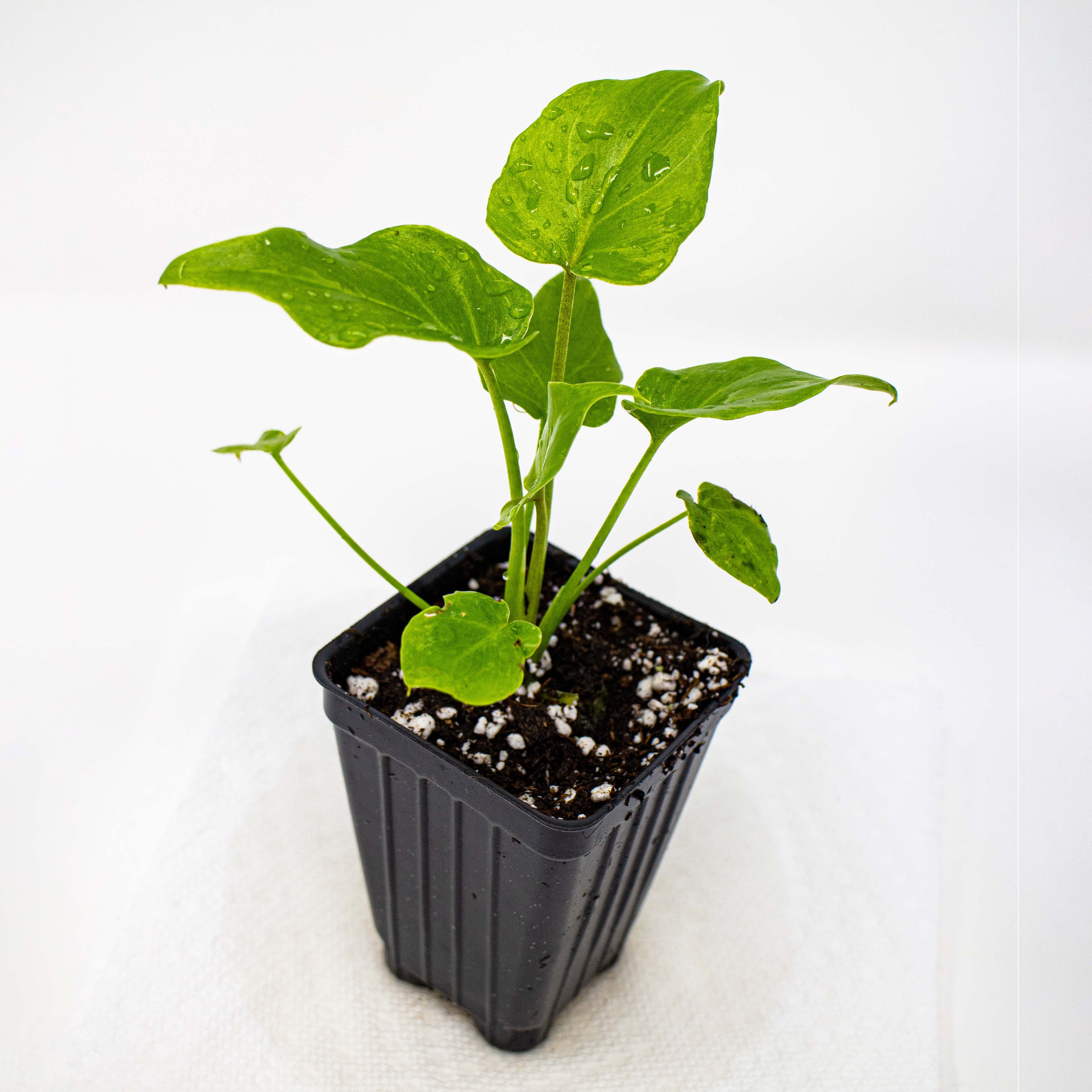 Philodendron Deja Vu - Philodendron